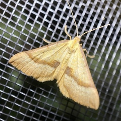 Anachloris subochraria