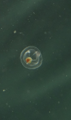 Euphysa