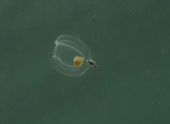 Euphysa