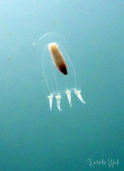 Euphysa