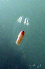 Euphysa