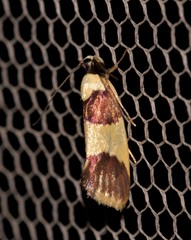 Telecrates laetiorella