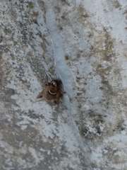 Teleogryllus mitratus