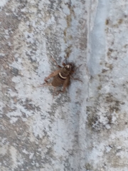 Teleogryllus mitratus
