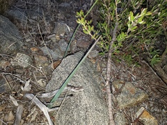 Calochortus plummerae