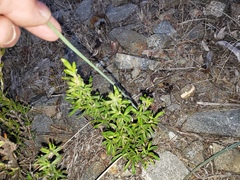 Calochortus plummerae