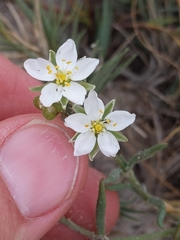Spergularia macrotheca longistyla