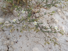 Spergularia macrotheca longistyla