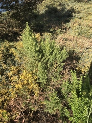 Baccharis pilularis consanguinea