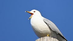 Larus delawarensis