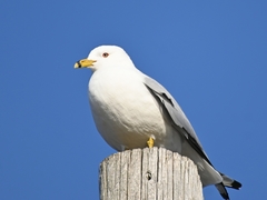 Larus delawarensis