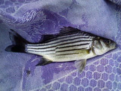 Morone mississippiensis