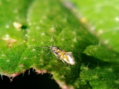 Neoheliodines vernius