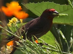 Haemorhous mexicanus