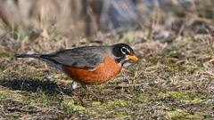 Turdus migratorius