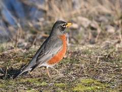 Turdus migratorius