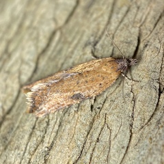 Meritastis polygraphana