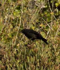 Curaeus curaeus curaeus