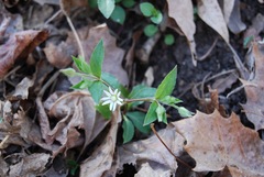 Stellaria corei