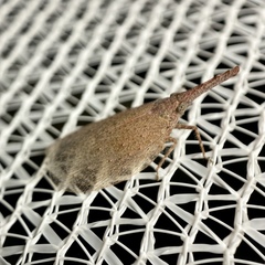 Rentinus dilatatus