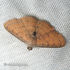 Homodes bracteigutta