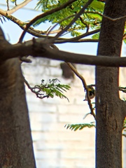 Setophaga coronata auduboni
