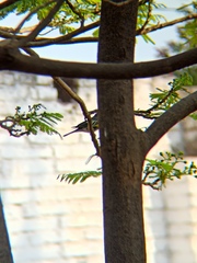 Setophaga coronata auduboni