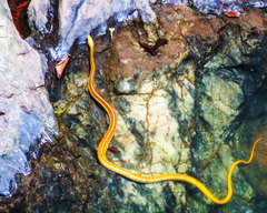 Chironius spixii