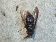 Dasysyrphus
