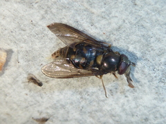 Dasysyrphus