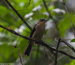 Trichothraupis melanops