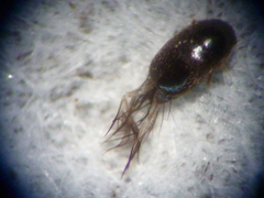 Ptiliidae