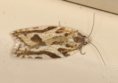 Technitis cataractis