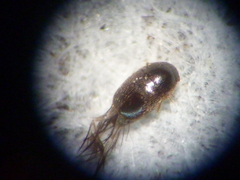 Ptiliidae