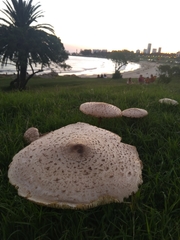 Macrolepiota kerandi