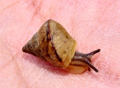 Conulinus