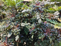 Berberis japonica