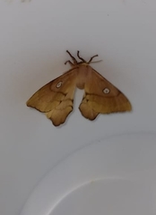 Cercophana venusta