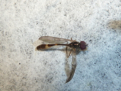 Baccha cognata