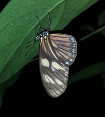Eueides vibilia