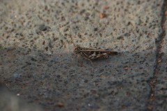 Oedaleus abruptus