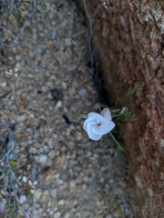 Linanthus dichotomus