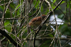 Pachyramphus castaneus