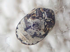 Anthrenus sophonisba