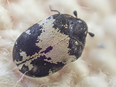 Anthrenus sophonisba