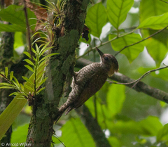 Dryobates maculifrons