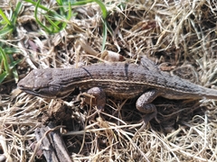 Sceloporus subniger