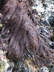 Odonthalia floccosa