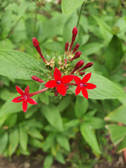 Pentas