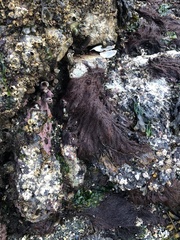 Odonthalia floccosa